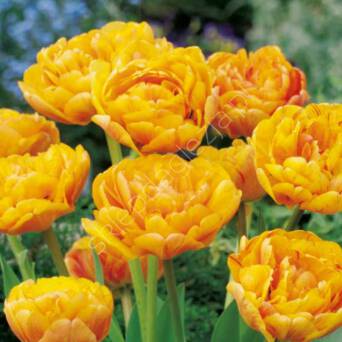 Tulipan Double Beauty Of Apeldoorn 12-14 7szt DCO