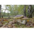 Grzybnia - Borowik brzozowy