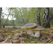 Grzybnia - Borowik brzozowy