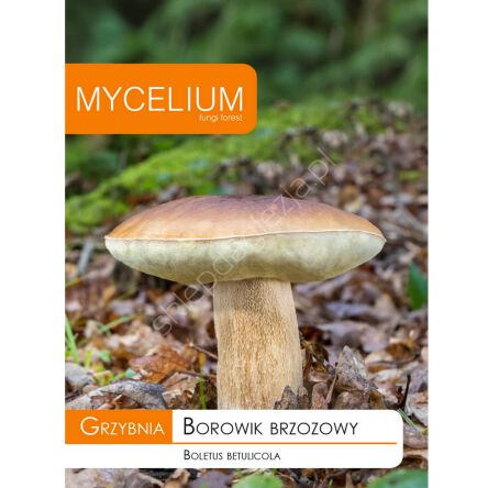 Grzybnia - Borowik brzozowy