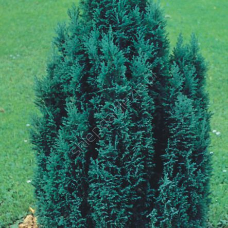 Cyprysik lawsona 'Elwoodii' I pompon 80-100