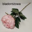 Piwonia pojedyńcza