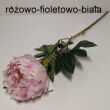 Piwonia pojedyńcza