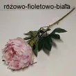 Piwonia pojedyńcza