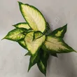 Diffenbachia mix 12/40 