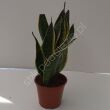 Sansevieria 14/45