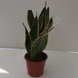 Sansevieria 14/45