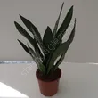 Sansevieria 14/45
