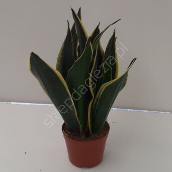 Sansevieria 17/65