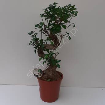 Ficus Ginseng 22/60 