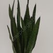Sansevieria 21/80 