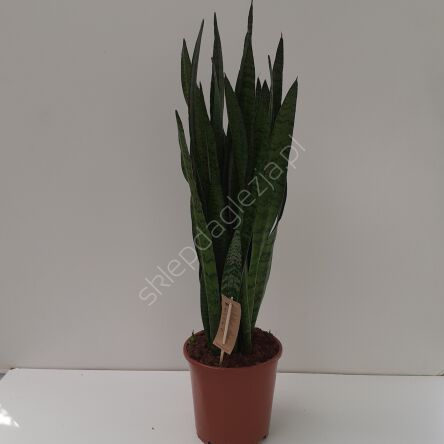 Sansevieria 21/80 