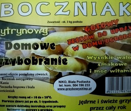 Grzybnia - Boczniak cytrynowy karton