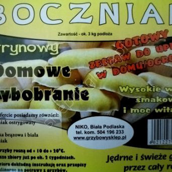 Grzybnia - Boczniak cytrynowy karton