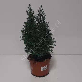 Cyprys 'Goldcrest Wilma' 17/60