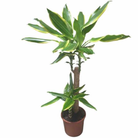 Dracena 17/80