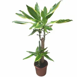Dracena 17/80 