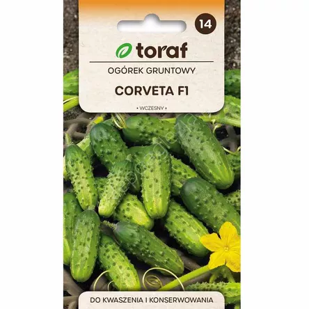 Ogórek Corveta F1 3g T