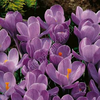 Krokus Grand Maitre 8-9 10szt DCO