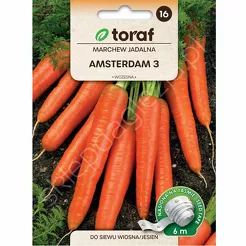 Marchew Amsterdam 3 Taśma 6m T 