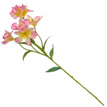 Alstromeria 63cm
