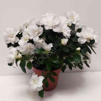 Azalia domowa 14/25