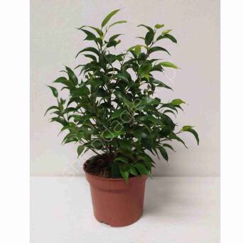 Ficus Benjamin 12/40