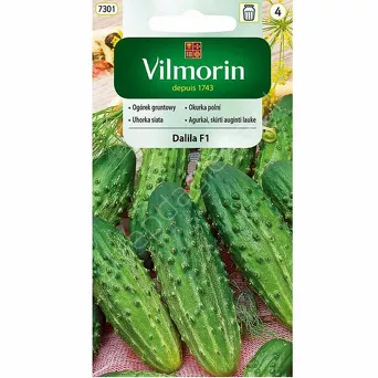 Ogóre DALLLIA F1 grunt  3g  V