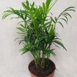 Palma Elegans 12/35 