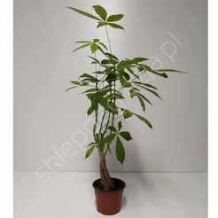Pachira Aquatica 12/40