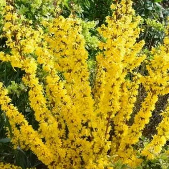 Forsycja pośrednia 'Variegata' Pie