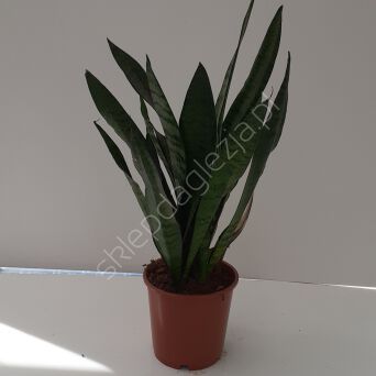 Sansevieria Tr. Laurentii 17/55