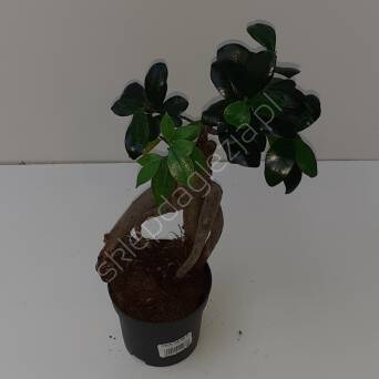 Ficus Ginseng   9/25 