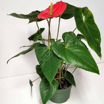 Anthurium 17/50 JMP