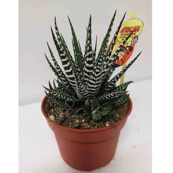 Haworsja  11/17