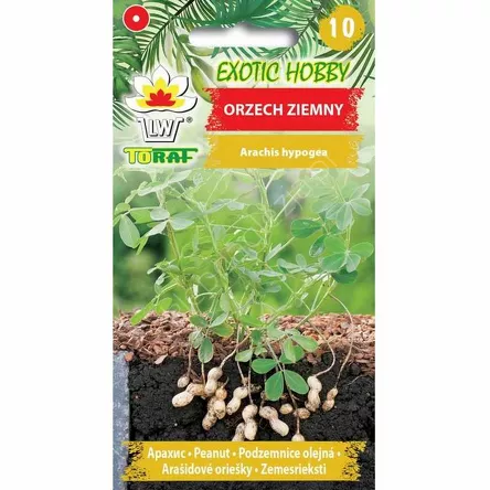 Orzech ziemny | Arachis hypogea 5szt. T