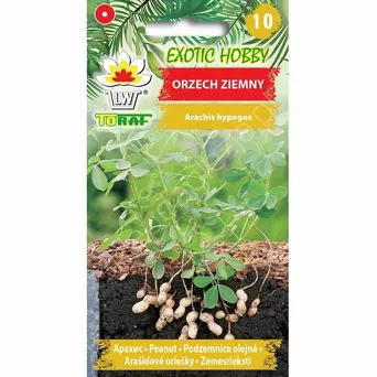 Orzech ziemny | Arachis hypogea 5szt. T