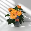 Crossandra 13/25