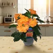 Crossandra 13/25