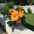 Crossandra 13/25