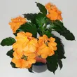 Crossandra 13/25 