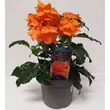Crossandra 13/25 