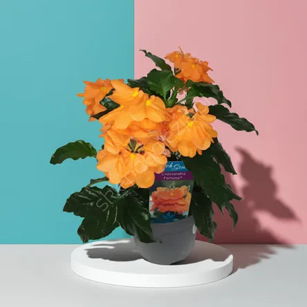 Crossandra 13/25