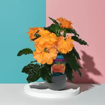 Crossandra 13/25 