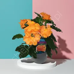Crossandra 13/25 