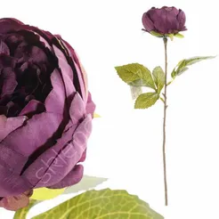 Piwonia pojedyńcza gałązka fioletowa 41cm