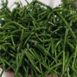 Rhipsalis 12/20 