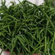 Rhipsalis 12/20 