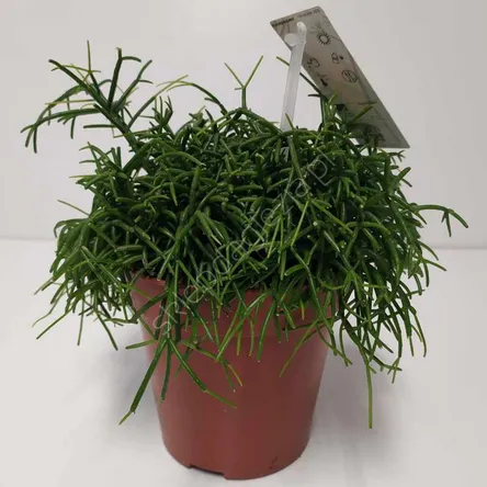 Rhipsalis 12/20 