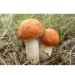 Grzybnia - Koźlarz pomarańczowo-żółty
